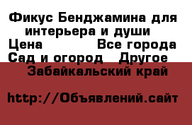 Фикус Бенджамина для интерьера и души › Цена ­ 2 900 - Все города Сад и огород » Другое   . Забайкальский край